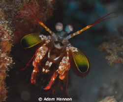 Manta Shrimp peaking out to see if coast is clear. by Adam Hannon 